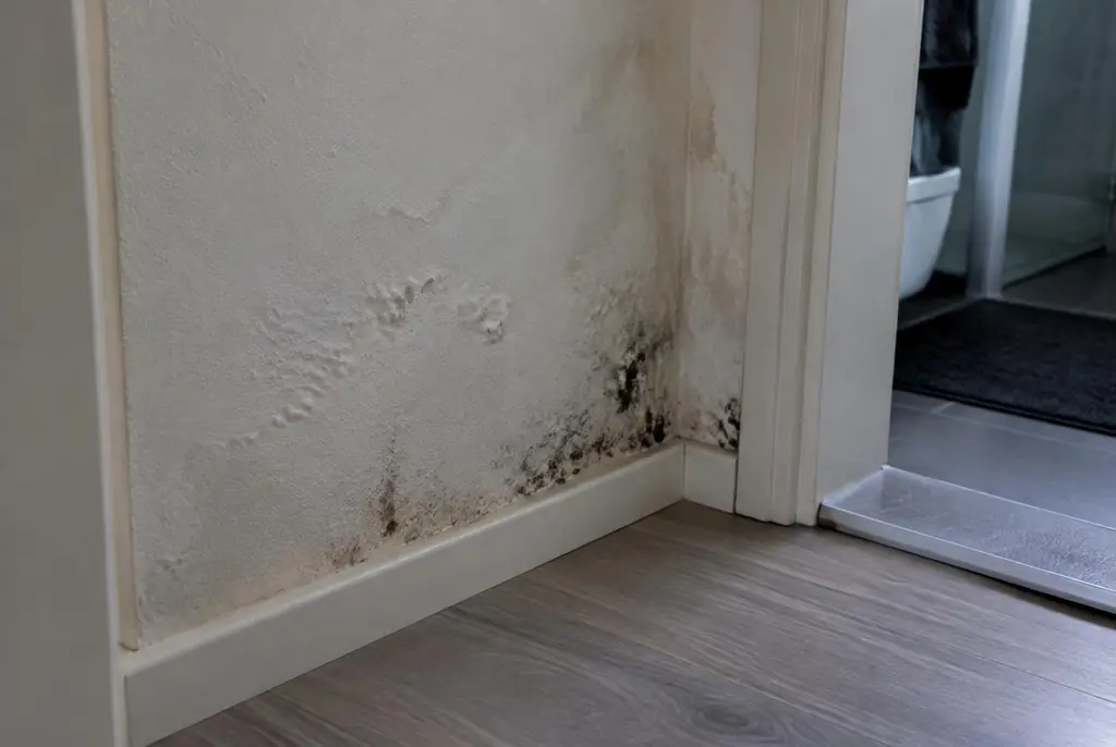 Lekdetectie Ter Aar – vochtplek met schimmel op een muur